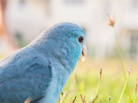 8 Top Blue Parrot Species to Keep as Pets