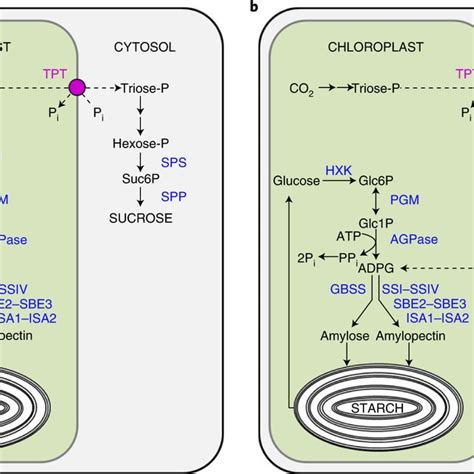 Starch synthesis in Arabidopsis leaves a, The classical pathway of ...