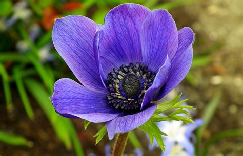 8 Most Beautiful Blue Flowers In The World - Gardening Sun