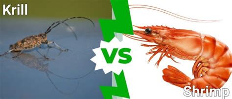 Krill vs Shrimp: What Are the Differences? - A-Z Animals