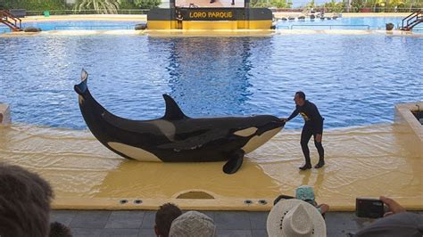 LORO PARQUE (PARK) Tenerife / ORCA SHOW - Espectáculo de orcas Canarias ...