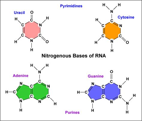 Nitrogenous Bases in RNA