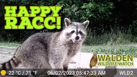 Happy #raccoon! - YouTube