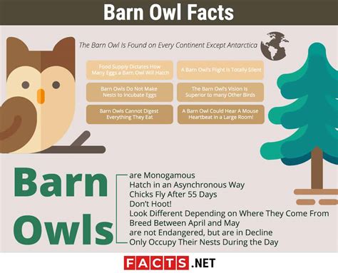 Best 15 Barn Owl Facts - Diet, Habitat, Lifestyle & More - Facts.net