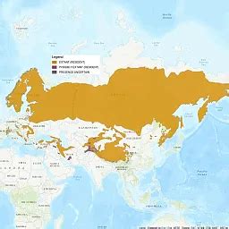 Eurasian Lynx Habitat