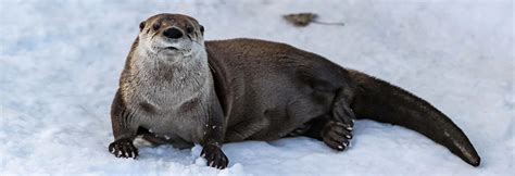 North Dakota River Otter Trapping Season Closed | The Mighty 790 KFGO ...