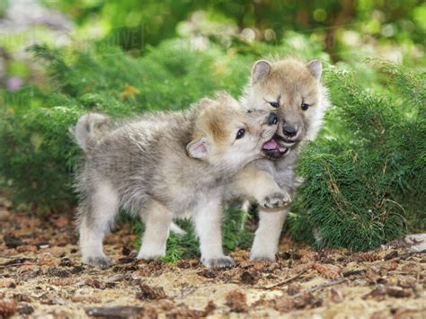 Arctic wolf pups (Canis lupus); Warman, Saskatchew, Canada - Stock ...