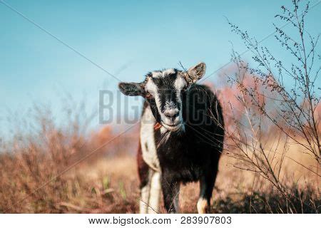 Goats Eating Grass. Image & Photo (Free Trial) | Bigstock