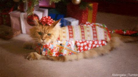 'Fraidy Cat Eventing: merry christmas!