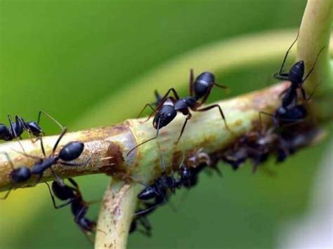 Pavement Ants | Get Rid of Nuisance Ants in Milwaukee