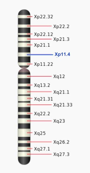 Gene - Definition and Examples | Biology Dictionary