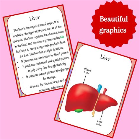 Anatomy Printable Flashcards Anatomy for Homeschool and Grade School ...