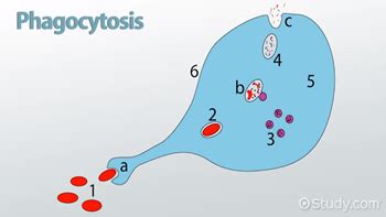 Phagocytosis Definition, Types & Steps - Lesson | Study.com