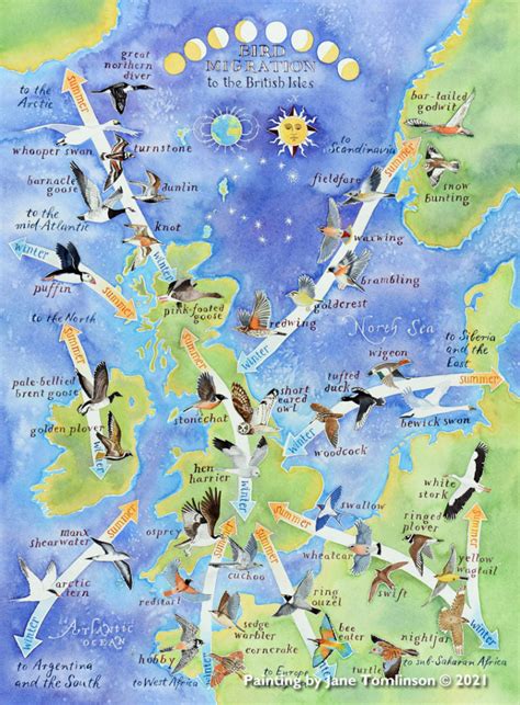 Bird migration map - a hand-painted map by Jane Tomlinson