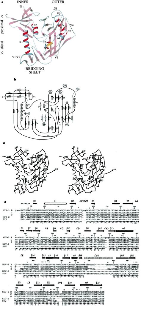 Structure of core gp120.In a–c, the orientation of gp120 is related to ...