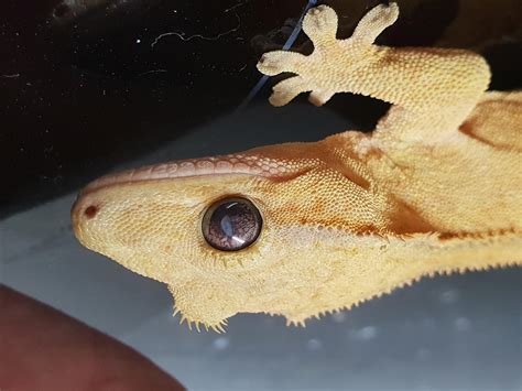 Does anyone have an idea what's wrong with my crested geckos eye? : r ...