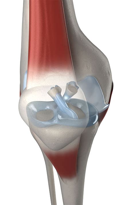 ACL and PCL Rupture and Reconstruction | OASIS Orthopaedics Melbourne