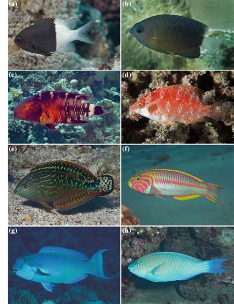 5 Examples of Red Sea endemics. a Chromis dimidiata, Jeddah, Saudi ...