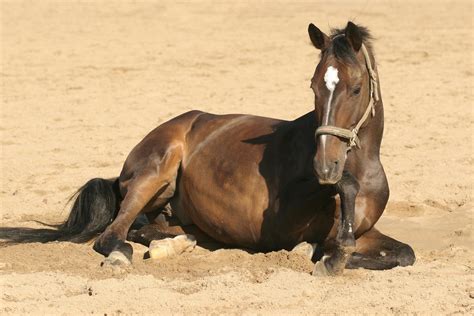 Abdominal or Colic Surgery in Horses - Procedure, Efficacy, Recovery ...