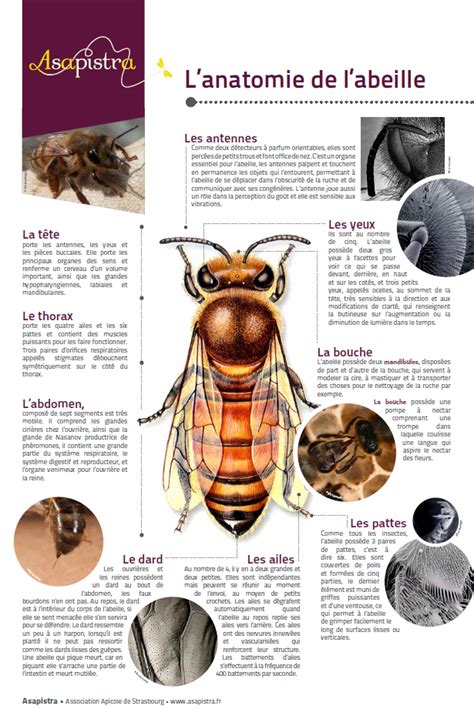 Asapistra : l'anatomie de l'abeille | Abeille, Apiculture, Documentaire ...