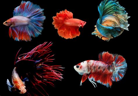 28 Types of Betta Fish: Top Colors, Tails & Patterns