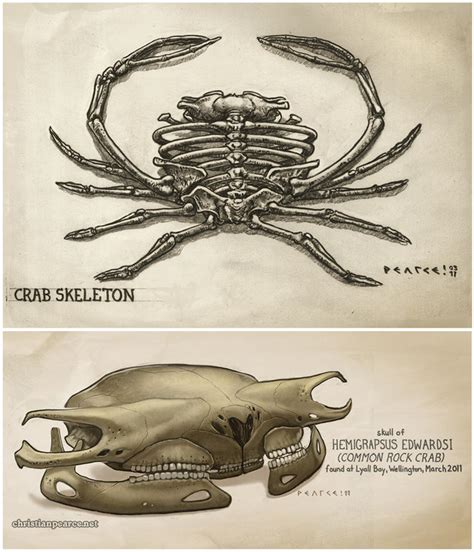 Crab Skeletons by ChristianPearce on DeviantArt