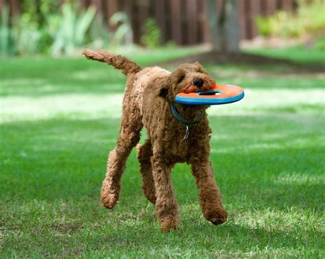 Dog Playing Frisbee · Free Stock Photo