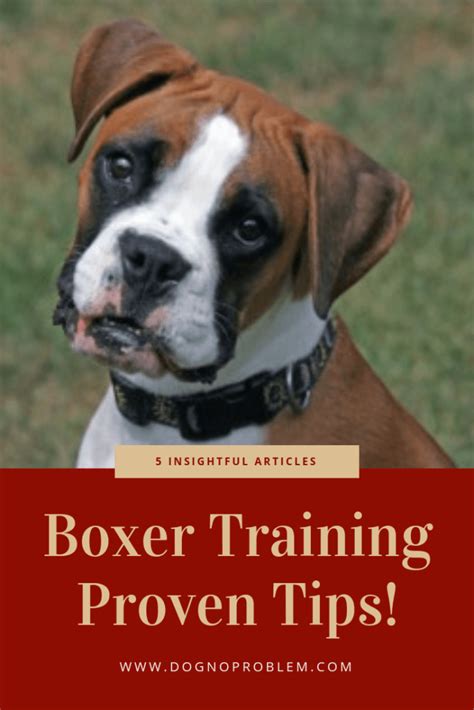 Boxer Dog Training: 5 Insightful Articles On Training The Boxer (Proven ...