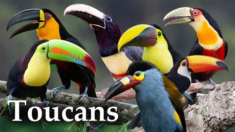 Types Of Toucans Different Toucan Species With Photos, 52% OFF