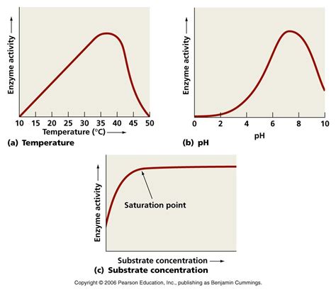 Image result for factors affecting enzyme activity | Enzymes activity ...