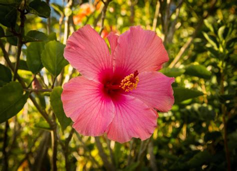 Chinese Hibiscus - Plant & Nature Photos - I'm Seeing Things