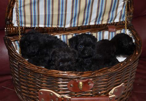 Affenpinscher Puppies For Sale - AKC PuppyFinder