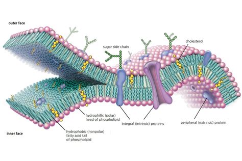 The Miniature Factories Comprising Our Bodies: The Cells | Cell ...