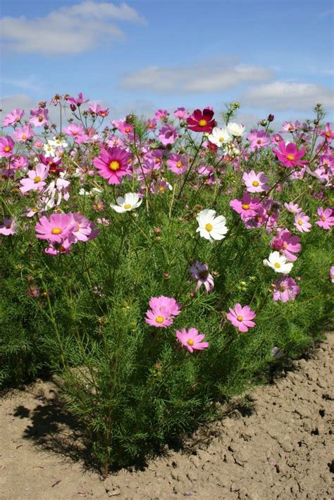 Sensation cosmos | Flower seeds, Purple perennials, Perennial ground cover