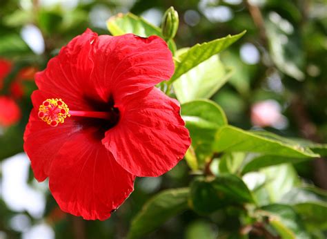 Hibiscus × rosa-sinensis - Wikipedia