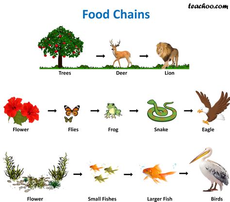 What Is The Difference Between Food Chain And Food Web Teachoo | Images ...