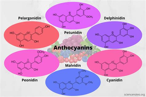 Anthocyanins - Definition, Benefits, Sources