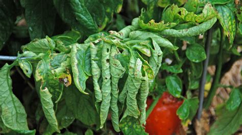 Curling Leaves on Tomato Plant :: Melinda Myers