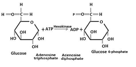 Enzyme Names - Naming & Classification, EC Numbers, Six Classes Of Enzymes