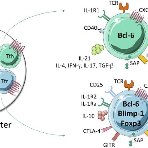 Some of the basic molecules expressed by Tfh and Tfr cells. Tfh and Tfr ...