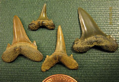 Goblin shark teeth (lateral) from New Jersey - Members Gallery - The ...