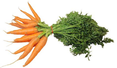 Danvers Carrot (100+ Seeds) - Georgia Seed & Garden