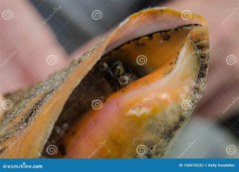 Close Up of Conch in Its Shell Stock Photo - Image of conch, orange ...