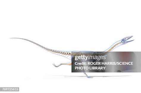 Coelophysis Skeleton Illustration High-Res Vector Graphic - Getty Images