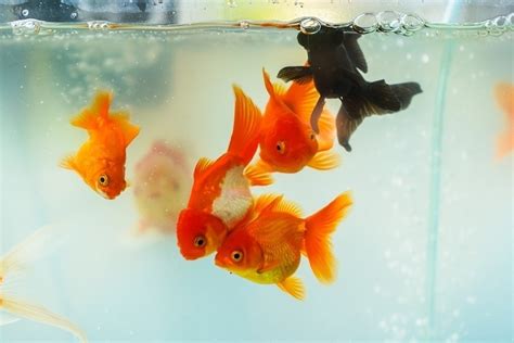 Most Beautiful Goldfish