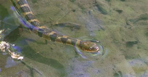 Discover 8 Types Of Water Snakes - AZ Animals