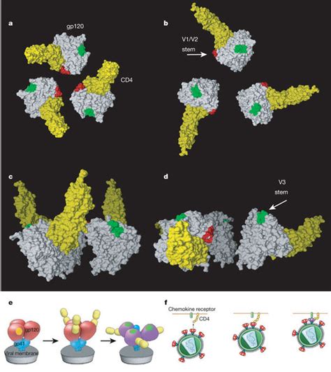 Structure of Native HIV-1 gp120 Trimers – Bartesaghi Lab