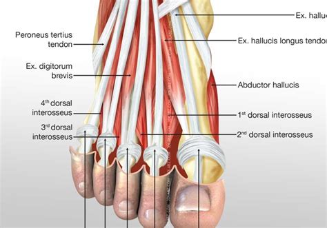 Dorsal Foot Tendons