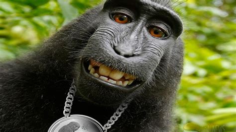 Funny Chimpanzee Monkey Expression In Green Leaves Background HD Funny ...