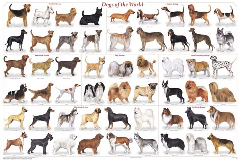 All Breeds Of Dogs - Dog Breeds